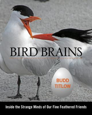 Kniha Bird Brains Budd Titlow