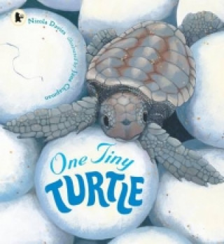 Книга One Tiny Turtle Nicola Davies