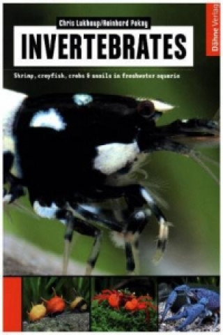 Kniha Invertebrates Chris Lukhaup