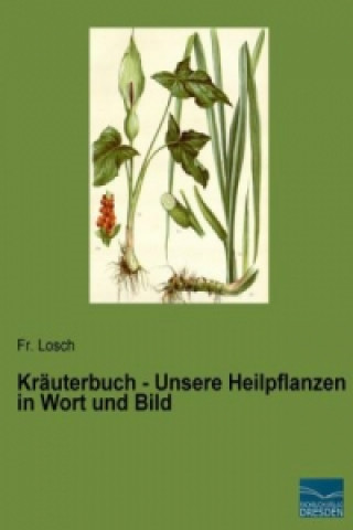 Kniha Kräuterbuch - Unsere Heilpflanzen in Wort und Bild Losch