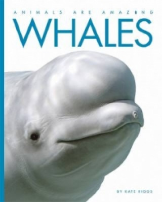 Carte Animals Are Amazing: Whales Kate Riggs