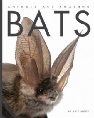 Kniha Animals Are Amazing: Bats Kate Riggs