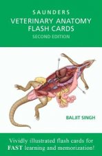 Nyomtatványok Veterinary Anatomy Flash Cards Saunders