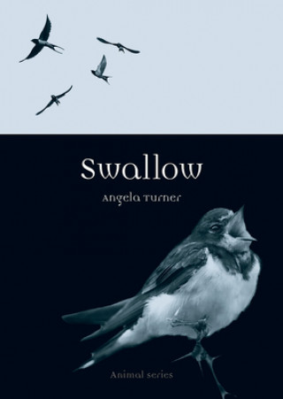 Könyv Swallow Angela Turner
