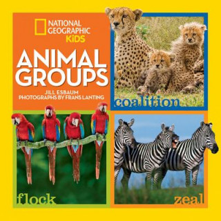 Kniha Animal Groups Jill Esbaum