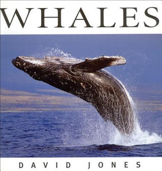 Kniha Whales David Jones