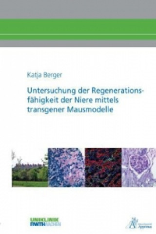 Kniha Untersuchung der Regenerationsfähigkeit der Niere mittels transgener Mausmodelle Katja Berger