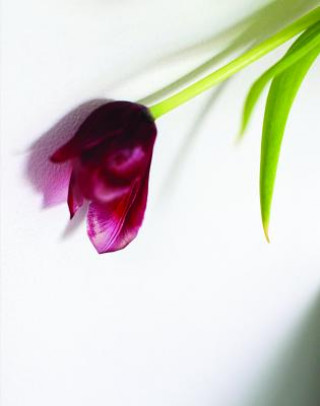 Könyv Tulip 
