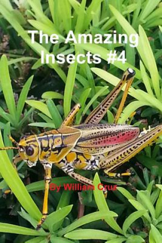 Knjiga Amazing Insects #4 William Cruz