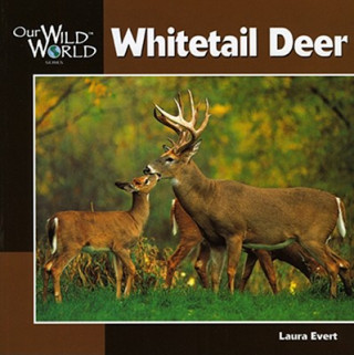 Carte Whitetail Deer Laura Evert