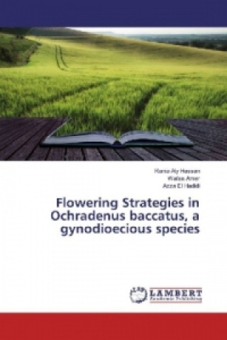 Livre Flowering Strategies in Ochradenus baccatus, a gynodioecious species Rania Aly Hassan