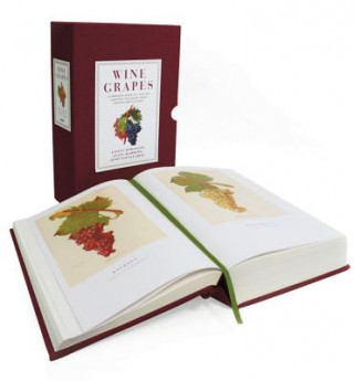 Knjiga Wine Grapes Jancis Robinson