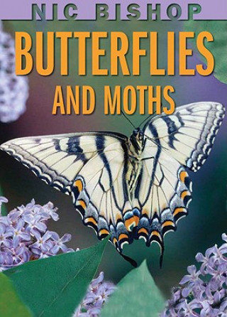 Buch Butterflies and Moths Nic Bishop