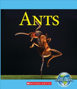 Carte Ants Josh Gregory