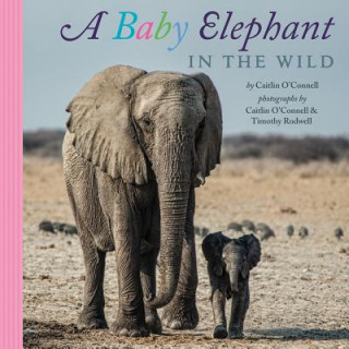 Kniha Baby Elephant in the Wild Caitlin O'Connell