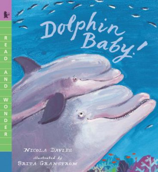 Kniha Dolphin Baby! Nicola Davies