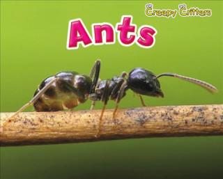 Carte Ants Rebecca Rissman