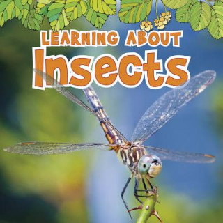 Knjiga Learning About Insects Catherine Veitch