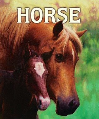 Buch Horse Malachy Doyle