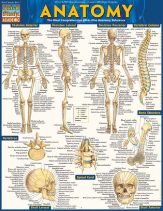 Könyv Anatomy Easel Book Inc. Barcharts