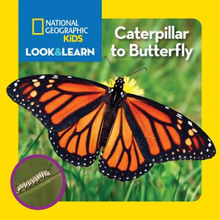 Könyv Caterpillar to Butterfly Catherine D. Hughes