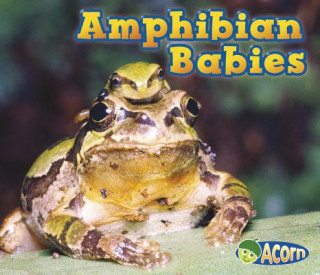 Kniha Amphibian Babies Catherine Veitch