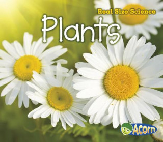 Buch Plants Rebecca Rissman