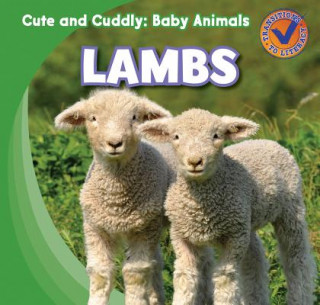 Boek Lambs Katie Kawa