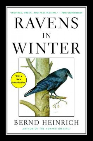 Book Ravens in Winter Bernd Heinrich