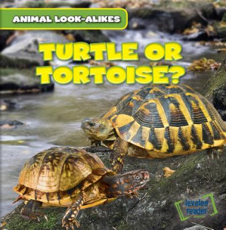 Βιβλίο Turtle or Tortoise? Rob Ryndak