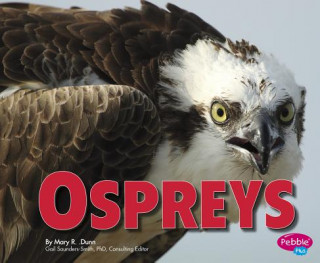 Książka Ospreys Mary R. Dunn