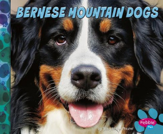 Könyv Bernese Mountain Dogs Allan Morey