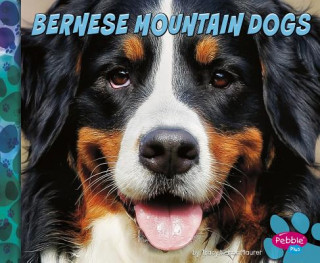 Book Bernese Mountain Dogs Allan Morey