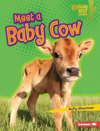 Kniha Meet a Baby Cow Buffy Silverman