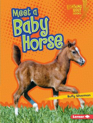 Kniha Meet a Baby Horse Buffy Silverman