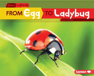 Книга From Egg to Ladybug Lisa Owings