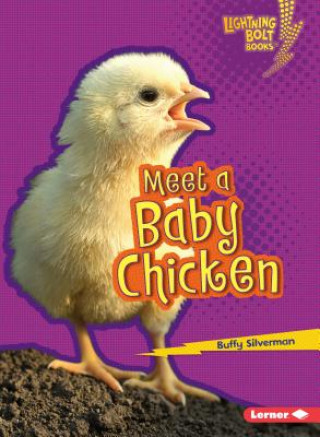 Book Meet a Baby Chicken Buffy Silverman