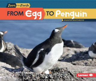 Kniha From Egg to Penguin Jennifer Boothroyd
