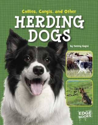 Kniha Collies, Corgies, and Other Herding Dogs Tammy Gagne