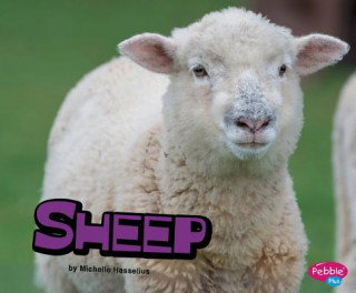 Könyv Sheep Michelle M. Hasselius