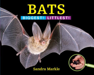 Könyv Bats Sandra Markle