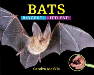 Buch Bats Sandra Markle