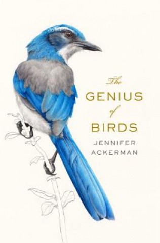 Książka The Genius of Birds Jennifer Ackerman