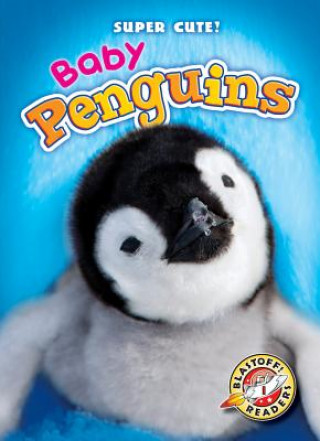 Könyv Baby Penguins Kari Schuetz