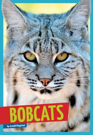 Kniha Bobcats Arnold Ringstad