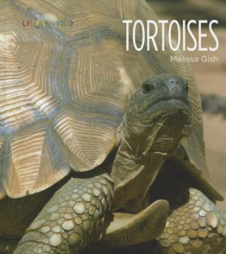 Książka Tortoises Melissa Gish