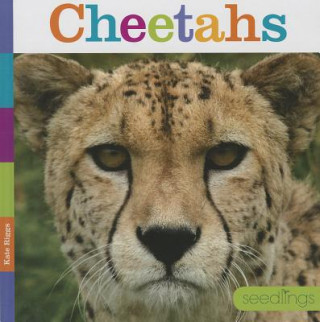 Kniha Cheetahs Kate Riggs