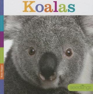 Buch Koalas Kate Riggs