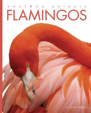 Book Flamingos Kate Riggs