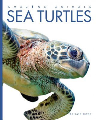 Knjiga Sea Turtles Kate Riggs